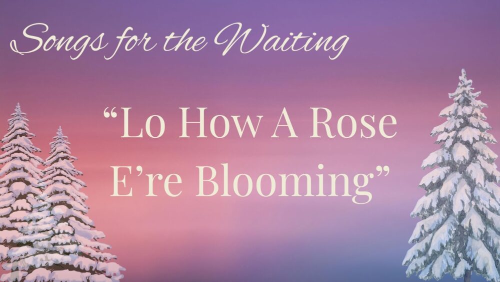Songs for the Waiting: Lo, How a Rose E'er Blooming