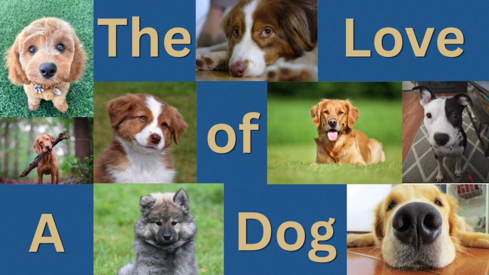 The Love of A Dog