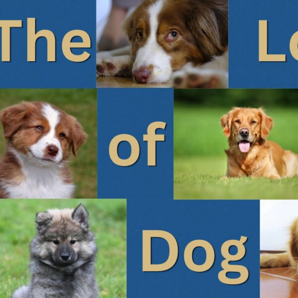 The Love of A Dog